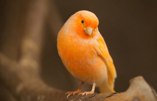 365/17 - 200 - KANÁRKU ZPÍVEJ!